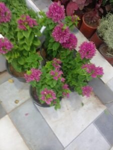 حدائق الرياض