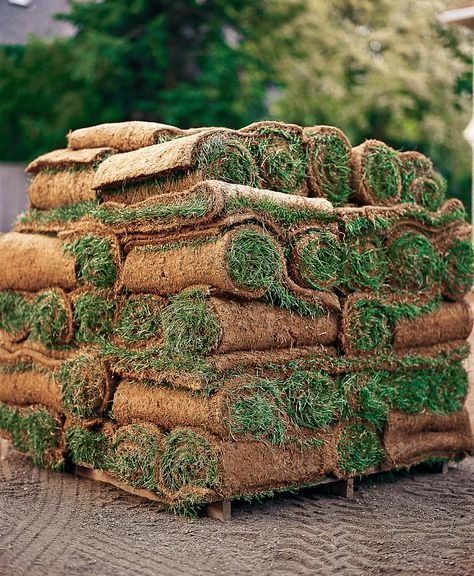 العشب الطبيعي