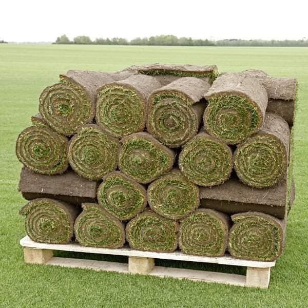 العشب الطبيعي